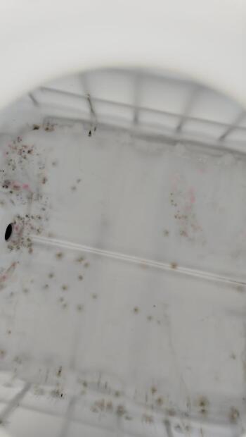 IBC KONTEJNER 1000L SCH EX UN ANTISTATICKÝ REPASOVANÝ/NEVYMYTELNÝ KOVOVÁ PALETA 150/50 JEMNÝ ZÁVIT(3)